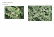 Lycium andersonii   web show
