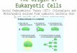 Endosymbiosis & The Origin of Eukaryotic Cells