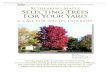 Rethinking Maple: Selecting Trees For Your Yard