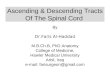Ascending & Descending Tracts Of The Spinal Cord