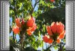 Spathodea Afrikai tulipánfa