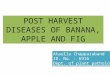 post  harvest diseases of apple banana and fig.pptx [autosaved] ata