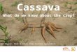 Cassava: What do we know about the crop?