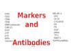 IHC Markers and Antibodies