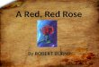 A red, red rose by Robert Burns
