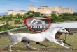 Catalogo Tattini 2015 abbligliamento da equitazione articoli ed accessori oer cavalieri ed amazzoni