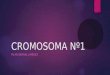 Cromosoma nº1