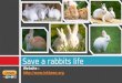 Rescue rabbits for adoption