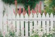 Tips To Choose The Right Fence For Your Garden