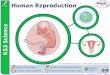 Ch.6.reproduction in humans