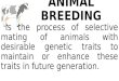 Animal Breeding