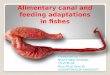 Alimentary canal and feeding adaptations in fishes by nusrit