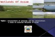 Wetlands of assam