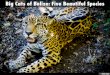 Big Cats of Belize: Five Beautiful Species
