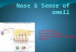 Nose & sense of smell