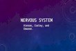 Human Body - Nervous System