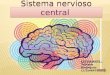 Sistema nervioso central informatica