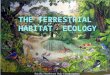 The terrestrial habitat