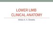 Lower limb - Clinical anatomy
