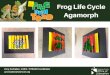 Frog and toad agamorph ppt