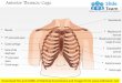 Male chest wall – anterior view medical images for power point