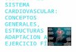 Tema 3 sistema cardiovascular