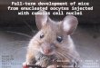 Full-term development of mice from enucleated oocytes injected with cumulus cell nuclei