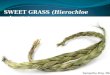 Sweetgrass in Indigenous Culture in North America