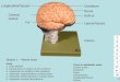 Dissectible Brain Model PowerPoint