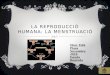 Reproducció humana, Marc F, Roureda