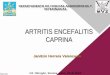 Artritis encefalitis caprina