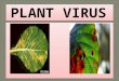 PLANT VIRUS PPT - SLIDE SHARE