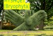 Myshqet (bryophyta)