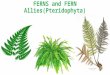 Ferns and their allies (pteridophyta)