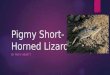 Pigmy short horned lizard
