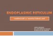 Endoplasmic reticulum[1]