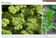 Parsley Gardening Guides for Teachers