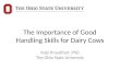 The Importance of Good Handling Skills for Dairy Cows