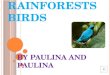 Rainforests Birds