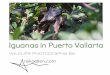 Iguanas in Puerto Vallarta - Wildlife Photography