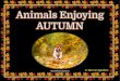 Animals Enjoying Autumn