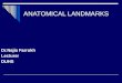 Anatomical landmarks-7620033