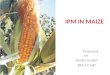 INTEGRATED PEST MANAGEMENT IN MAIZE