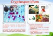 Cryptosporidium spp