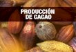 EC 498: producción de cacao