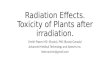 Radiation toxicity, plants toxicity after irradiation