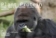 Plant protein  -  Float like a butterfly, Strong like a gorilla