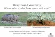 Hairy-nosed Wombats: When, where, why, how many, and what?