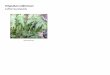 Polypodium californicum   web show