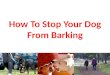 How To Stop Your Dog From Barking